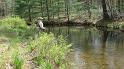 White Deer Productive Spot